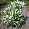 1 Year Old Mock Orange Shrub Tree Bare Root, Dormant, Philadelphus Snowflake Mock Orange Tree Bush Live Plant. White Climbing Bush Shrub Tree, Very Fragrant