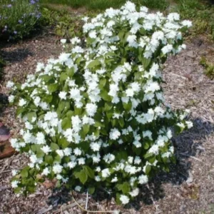 1 Year Old Mock Orange Shrub Tree Bare Root, Dormant, Philadelphus Snowflake Mock Orange Tree Bush Live Plant. White Climbing Bush Shrub Tree, Very Fragrant