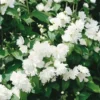 Philadelphus Snowflake Mock Orange Shrubs, Dormant and Bare Root Mock Orange Bush Tree Live Plant, White Climbing Bush Shrub Tree, Fragrant Shrub
