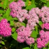 Set 2 Gold Flame Spirea Shrubs Live Plants Trees, Spirea Bush in Quart, Hardy Shrub for Borders, Flowering Shrub Spirea for Outdoor Planting