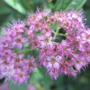 Set 2 Gold Flame Spirea Shrubs Live Plants Trees, Spirea Bush in Quart, Hardy Shrub for Borders, Flowering Shrub Spirea for Outdoor Planting