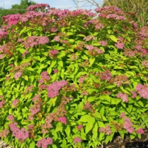 Set 2 Gold Flame Spirea Shrubs Live Plants Trees, Spirea Bush in Quart, Hardy Shrub for Borders, Flowering Shrub Spirea for Outdoor Planting