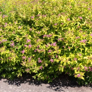 Set 2 Gold Flame Spirea Shrubs Live Plants Trees, Spirea Bush in Quart, Hardy Shrub for Borders, Flowering Shrub Spirea for Outdoor Planting