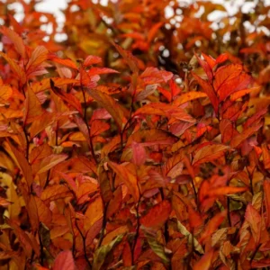 Set 2 Gold Flame Spirea Shrubs Live Plants Trees, Spirea Bush in Quart, Hardy Shrub for Borders, Flowering Shrub Spirea for Outdoor Planting