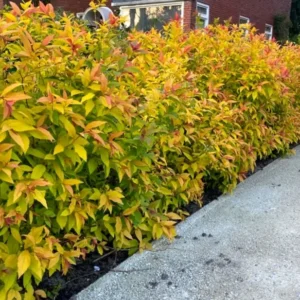 Set 2 Gold Flame Spirea Shrubs Live Plants Trees, Spirea Bush in Quart, Hardy Shrub for Borders, Flowering Shrub Spirea for Outdoor Planting