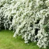 Set 2 White Vanhoutte Spirea Shrubs Live Plants Trees, Spirea Bush in Quart, Hardy Shrub for Borders, Flowering Shrub Spirea for Outdoor Planting