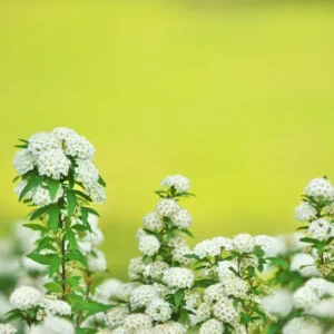 Set 2 White Vanhoutte Spirea Shrubs Live Plants Trees, Spirea Bush in Quart, Hardy Shrub for Borders, Flowering Shrub Spirea for Outdoor Planting