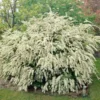 Set 2 White Vanhoutte Spirea Shrubs Live Plants Trees, Spirea Bush in Quart, Hardy Shrub for Borders, Flowering Shrub Spirea for Outdoor Planting