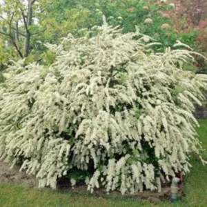 Set 2 White Vanhoutte Spirea Shrubs Live Plants Trees, Spirea Bush in Quart, Hardy Shrub for Borders, Flowering Shrub Spirea for Outdoor Planting