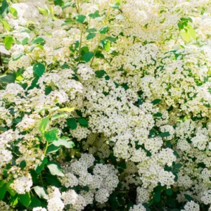 Set 2 White Vanhoutte Spirea Shrubs Live Plants Trees, Spirea Bush in Quart, Hardy Shrub for Borders, Flowering Shrub Spirea for Outdoor Planting