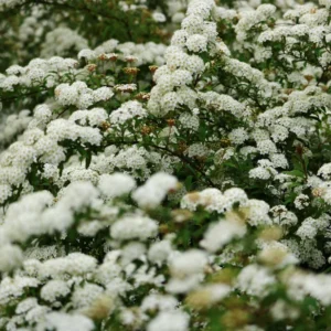 Set 2 White Vanhoutte Spirea Shrubs Live Plants Trees, Spirea Bush in Quart, Hardy Shrub for Borders, Flowering Shrub Spirea for Outdoor Planting