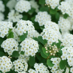 Set 2 White Vanhoutte Spirea Shrubs Live Plants Trees, Spirea Bush in Quart, Hardy Shrub for Borders, Flowering Shrub Spirea for Outdoor Planting