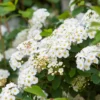 Set 2 White Vanhoutte Spirea Shrubs Live Plants Trees, Spirea Bush in Quart, Hardy Shrub for Borders, Flowering Shrub Spirea for Outdoor Planting
