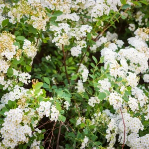 Set 2 White Vanhoutte Spirea Shrubs Live Plants Trees, Spirea Bush in Quart, Hardy Shrub for Borders, Flowering Shrub Spirea for Outdoor Planting