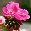 Pink Geranium Plants Live, 2 Plants, Geranium Flower Plants, Size Plant 4 Inches