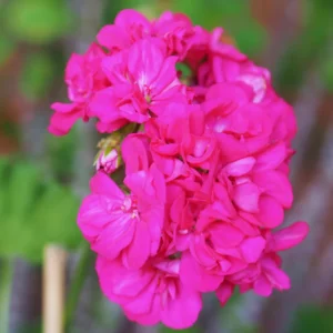 Pink Geranium Plants Live, 2 Plants, Geranium Flower Plants, Size Plant 4 Inches