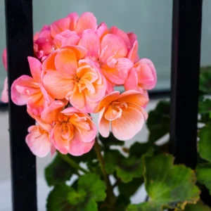 Salmon Geranium Plants Live, 2 Plants, Geranium Flower Plants, Size Plant 4 Inches