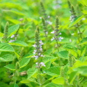 Tulsi Holy Basil Plants Live, 3 Live Plants, Basil Live Plant, Size Plant 4 Inches