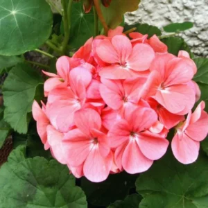 Salmon Geranium Plants Live, 2 Plants, Geranium Flower Plants, Size Plant 4 Inches