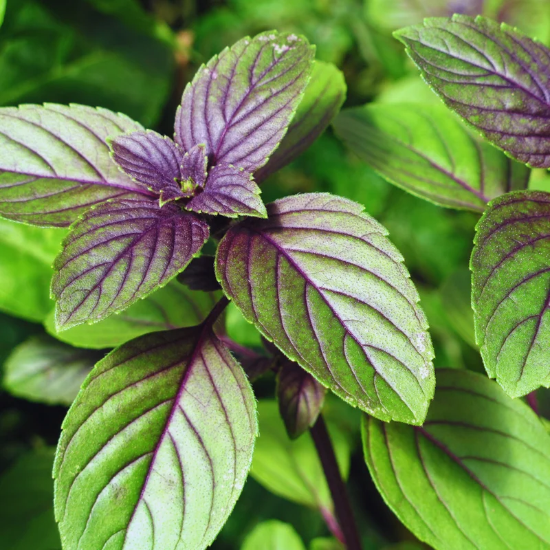African Blue Basil Plants Live, 3 Live Plants, Basil Live Plant, Size Plant 4 to 6 Inches Tall