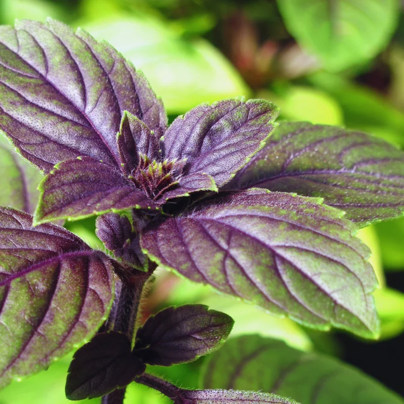 African Blue Basil Plants Live, 3 Live Plants, Basil Live Plant, Size Plant 4 to 6 Inches Tall
