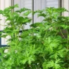 3 Citronella Plants Live, Live Citronella Plants Indoor Outdoor, Zone 9 to 11
