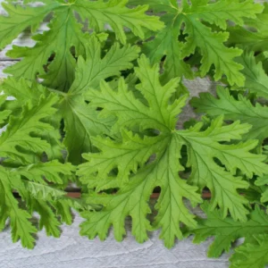 3 Citronella Plants Live, Live Citronella Plants Indoor Outdoor, Zone 9 to 11