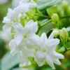 2 Jasmine Flower Plants Live, Sambac Arabian Jasmine Plants Live For Your Flower Gardening, Jasmine Live Plant