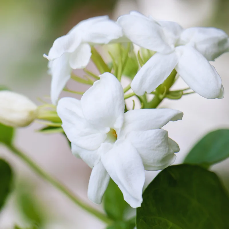 2 Jasmine Flower Plants Live, Sambac Arabian Jasmine Plants Live For Your Flower Gardening, Jasmine Live Plant