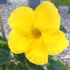 Yellow Mandevilla Plants Live, Set 2 Plants, Live Mandevilla Flower Plants Gardening, Mandevilla Vine Plant Growing