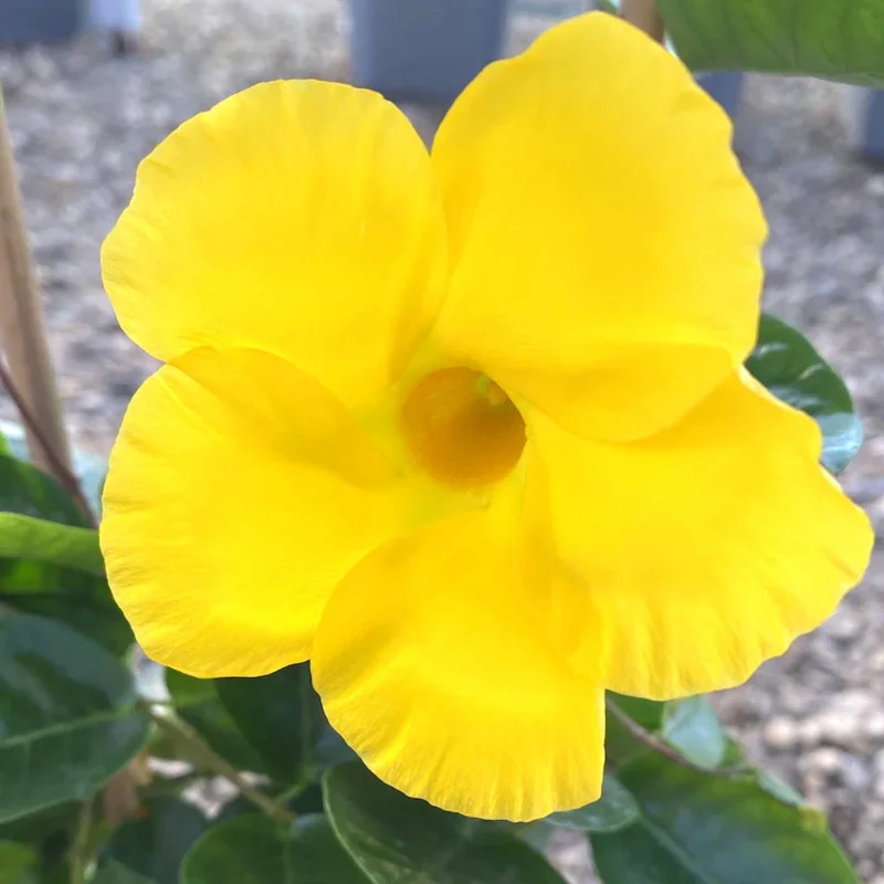 Yellow Mandevilla Plants Live, Set 2 Plants, Live Mandevilla Flower Plants Gardening, Mandevilla Vine Plant Growing