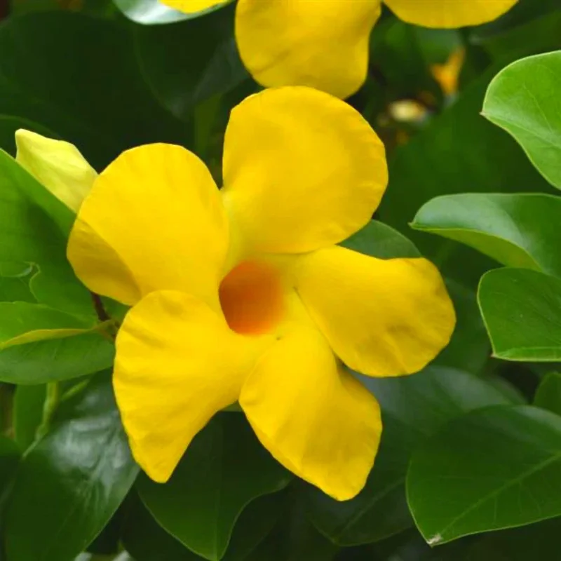 Yellow Mandevilla Plants Live, Set 2 Plants, Live Mandevilla Flower Plants Gardening, Mandevilla Vine Plant Growing