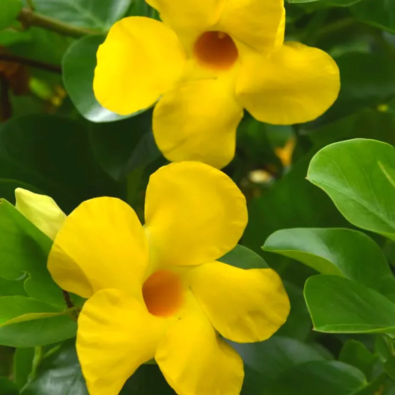 Yellow Mandevilla Plants Live, Set 2 Plants, Live Mandevilla Flower Plants Gardening, Mandevilla Vine Plant Growing