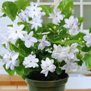 2 Jasmine Flower Plants Live, Sambac Arabian Jasmine Plants Live For Your Flower Gardening, Jasmine Live Plant