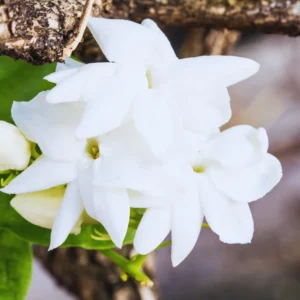 2 Jasmine Flower Plants Live, Sambac Arabian Jasmine Plants Live For Your Flower Gardening, Jasmine Live Plant