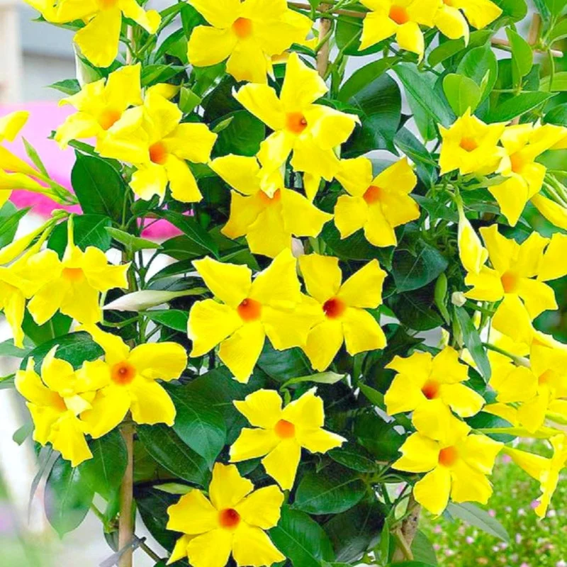 Yellow Mandevilla Plants Live, Set 2 Plants, Live Mandevilla Flower Plants Gardening, Mandevilla Vine Plant Growing