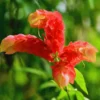 Live Red Shrimp Plants, 2 Plants, Shrimp Plants Live For Garden, 4 to 6 Inches