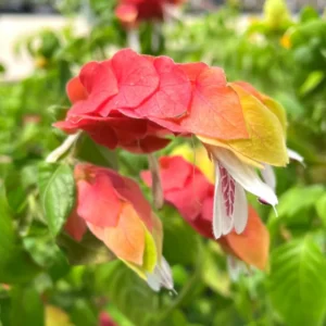 Live Red Shrimp Plants, 2 Plants, Shrimp Plants Live For Garden, 4 to 6 Inches
