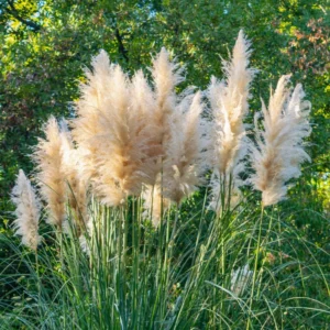 2 White Pampas Grass Plants Live From 4 Inches Long, Live Pampas Grass Ornamental Grass Live Plant Gardening