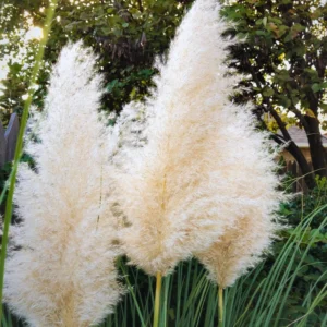 2 White Pampas Grass Plants Live From 4 Inches Long, Live Pampas Grass Ornamental Grass Live Plant Gardening