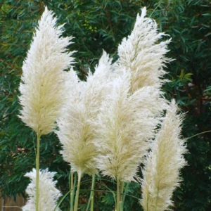 2 White Pampas Grass Plants Live From 4 Inches Long, Live Pampas Grass Ornamental Grass Live Plant Gardening