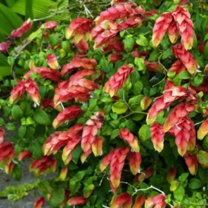 Live Red Shrimp Plants, 2 Plants, Shrimp Plants Live For Garden, 4 to 6 Inches