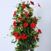 Red Mandevilla Plants Live, Set 2 Plants, Live Mandevilla Flower Plants Gardening, Mandevilla Vine Plant Growing