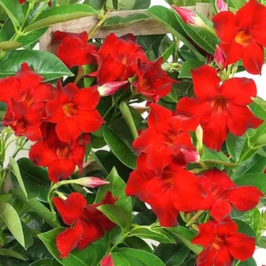 Red Mandevilla Plants Live, Set 2 Plants, Live Mandevilla Flower Plants Gardening, Mandevilla Vine Plant Growing