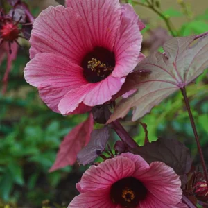 Red Leaf Hibiscus Plants Live, Set 2 of Live Cranberry Hibiscus Plants, Hibiscus Flower Plants Indoor Outdoor