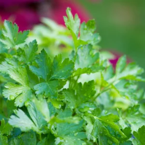 Parsley Plants Live, Set 3 Plants, Live Parsley Plants For Garden, 4 to 6 Inches Tall