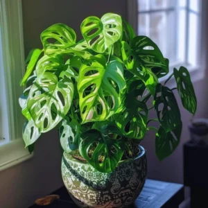 Monstera Adansonii Live Plants, Swiss Cheese Plants Live, 4 to 6 Inches Tall, 2 Plants, Live House Plants Planting
