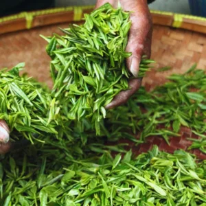 Tea Plant Camellia Sinensis Plants Live, Set 2 Plants, Live Tea Plant Tree