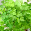Parsley Plants Live, Set 3 Plants, Live Parsley Plants For Garden, 4 to 6 Inches Tall