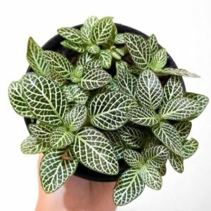 2 Fittonia Albivenis Live Plant - Nerve Starter Plant - Ornamental Indoor Houseplant